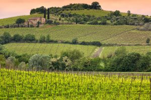 Wina z Montalcino - Fine Wine