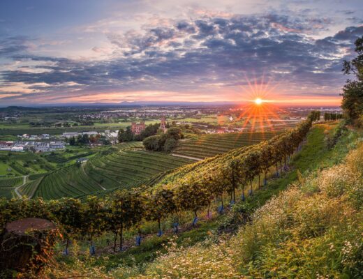 Badenia – niemiecka kraina pełna słońca. Poznaj bliżej wino z Baden