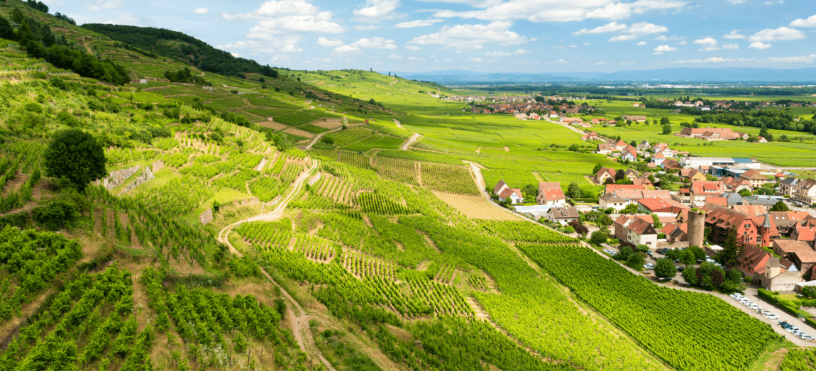 Poznaj wina z Alzacji – urokliwego regionu Francji