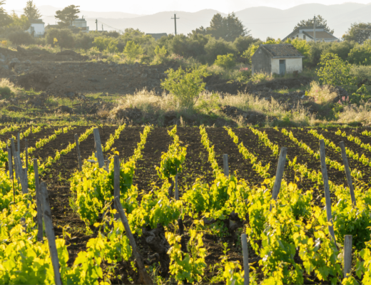 Z jakich szczepów powstają sycylijskie wina?