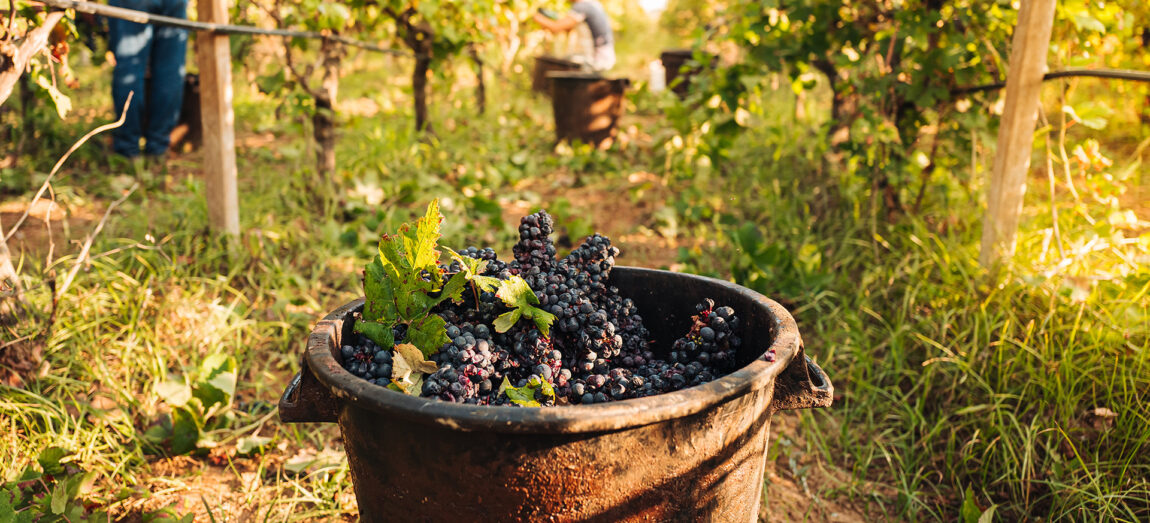 Wino biodynamiczne i wino ekologiczne