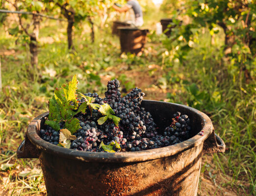 Wino biodynamiczne i wino ekologiczne