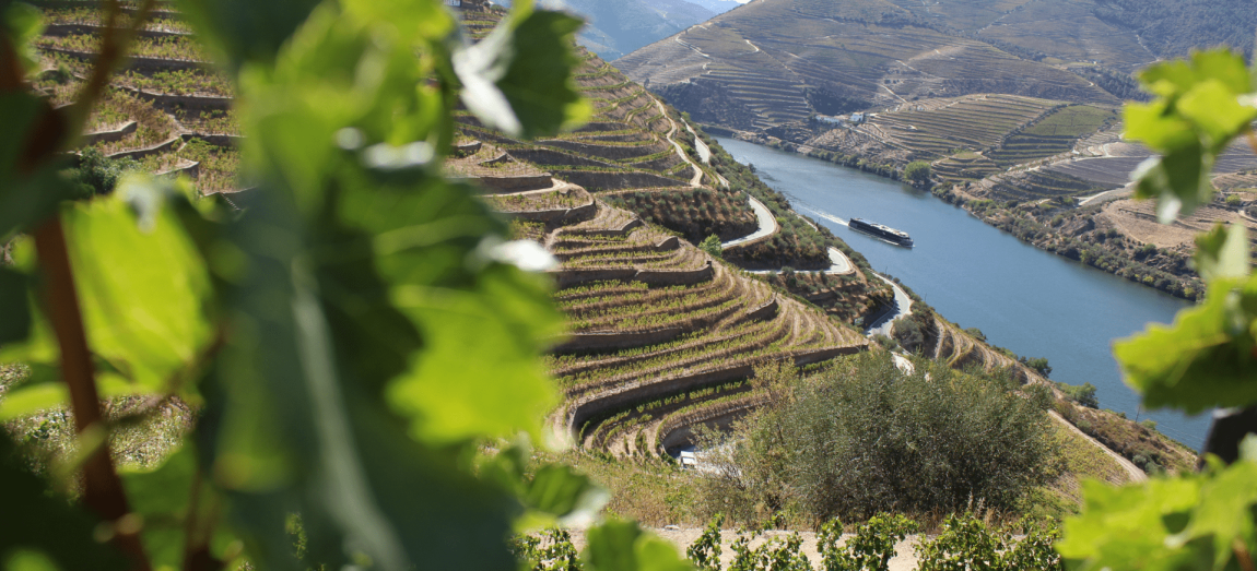 winiarskie regiony Portugalii
