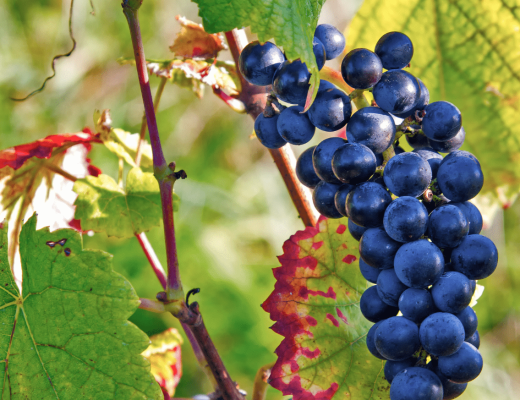 Jakie cechy pinot noir kształtują smak tego wyjątkowego wina?