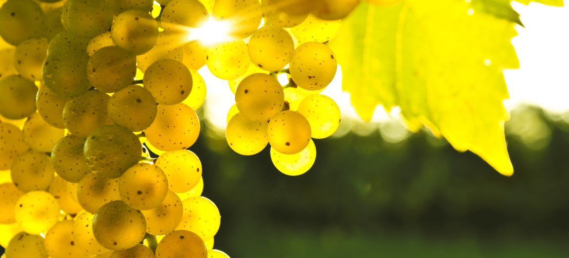 Znasz te odmiany? Oto 10 rzadkich szczepów winorośli, które warto odkryć.