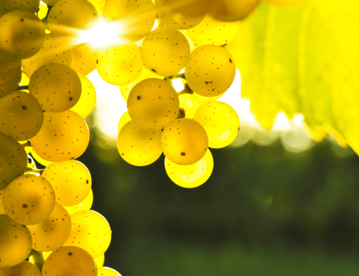 Znasz te odmiany? Oto 10 rzadkich szczepów winorośli, które warto odkryć.