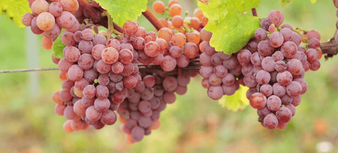 Poznaj gewürztraminer