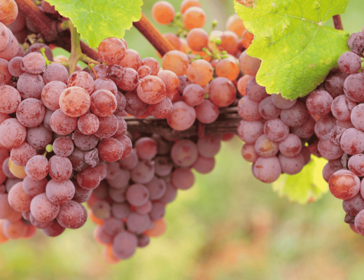 Poznaj gewürztraminer