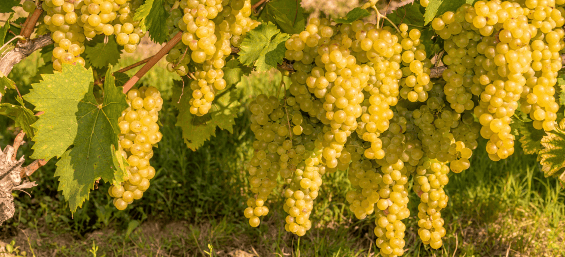 Muscat – jedna z najstarszych odmian winorośli