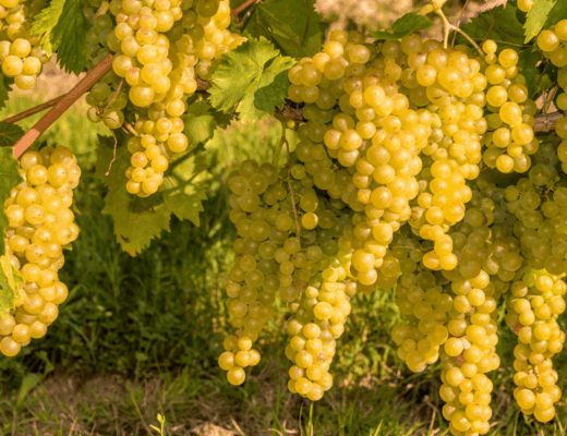 Muscat – jedna z najstarszych odmian winorośli